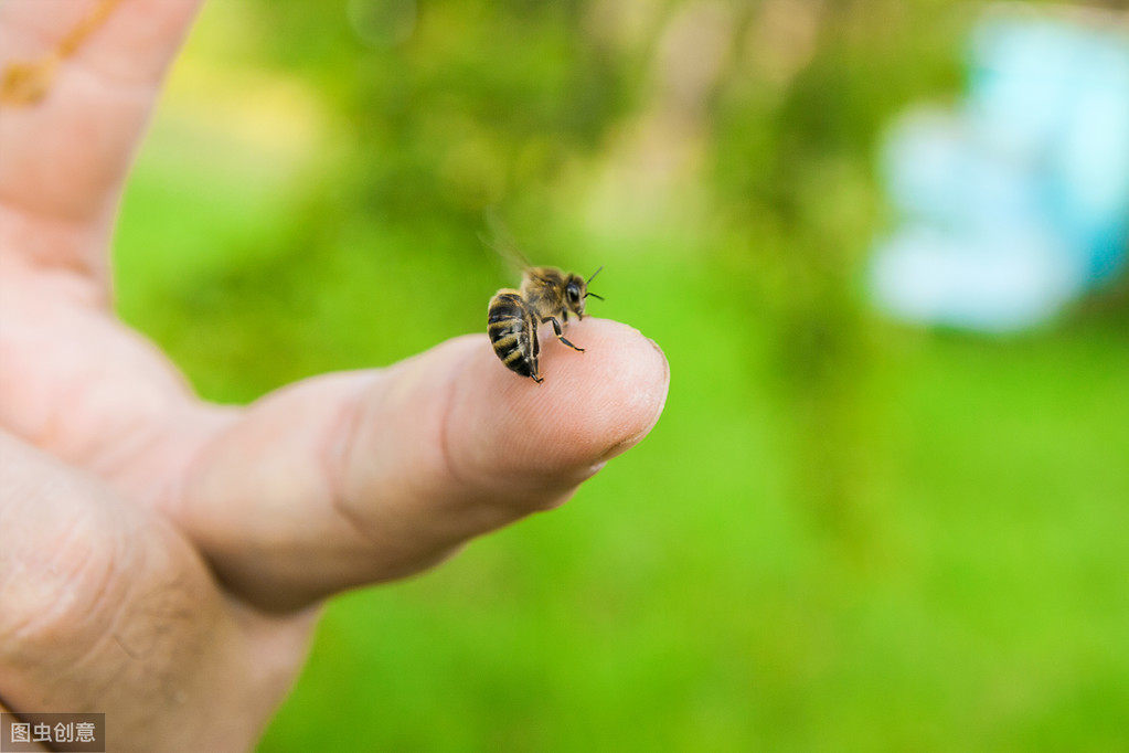 一份蜜蜂蛰伤急救秘籍：医生教的正确做法，别转头就忘