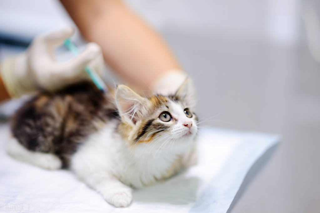 被猫咬伤或者抓伤，应该怎么处理？需不需要打狂犬疫苗？