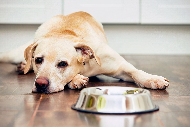 为什么狗狗不爱吃东西？是生病还是挑食，要如何处理？