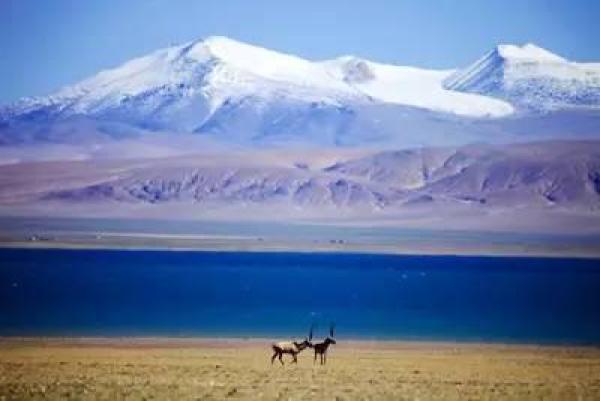 几百公里的无人区，西藏可可西里，给你壮丽和难忘的景象