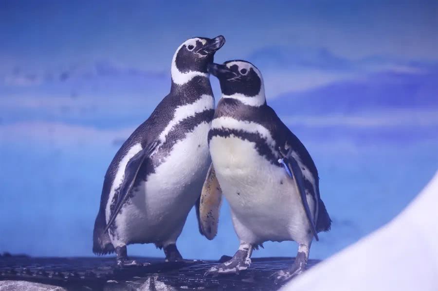 为何北极没有企鹅？80年前放养在北极的69只企鹅，现在怎么样了？