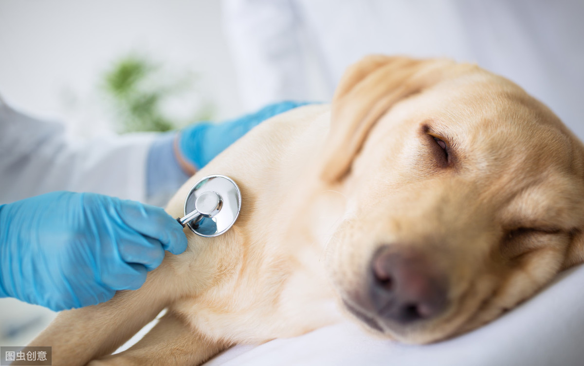 狗狗经常咳嗽？都是这些事“惹的祸”，快看治疗方法