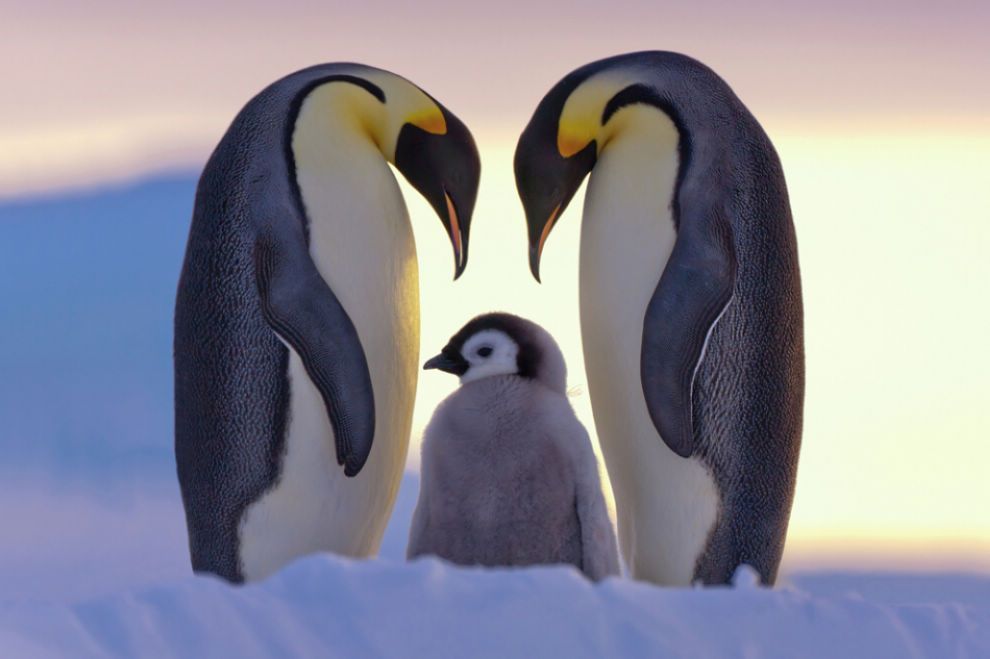 为何北极没有企鹅？80年前放养在北极的69只企鹅，现在怎么样了？