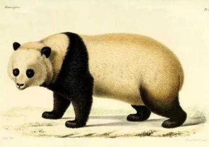 800万年史记 大熊猫为何偏爱四川？