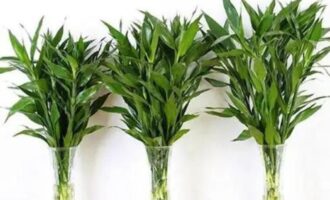 富贵竹的养殖方法和注意事项水养怎样施肥